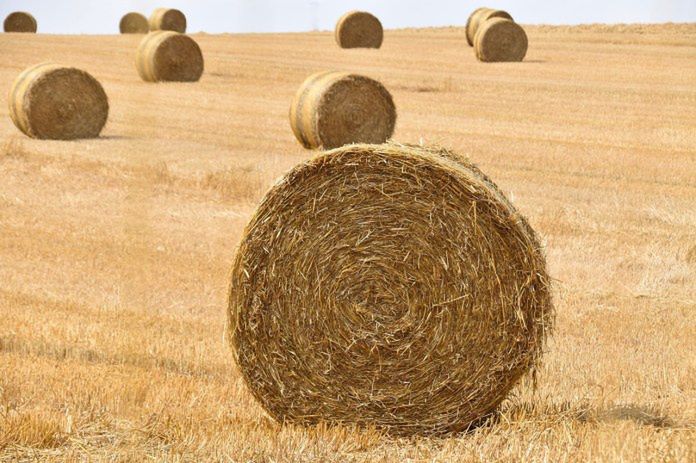 Na Matif zboża coraz tańsze. Nowe minima kontraktów