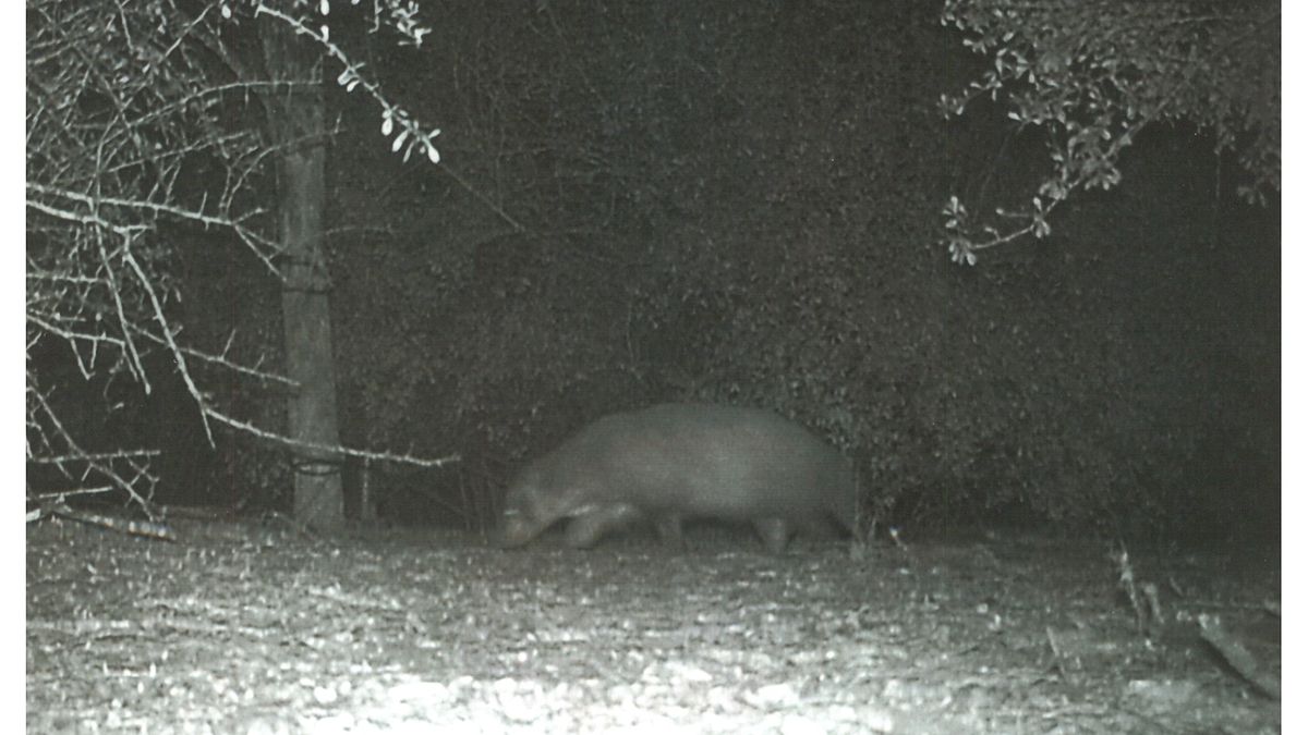 Zwierzę z Teksasu, któego nikt nie był w stanie zidentyfikować.