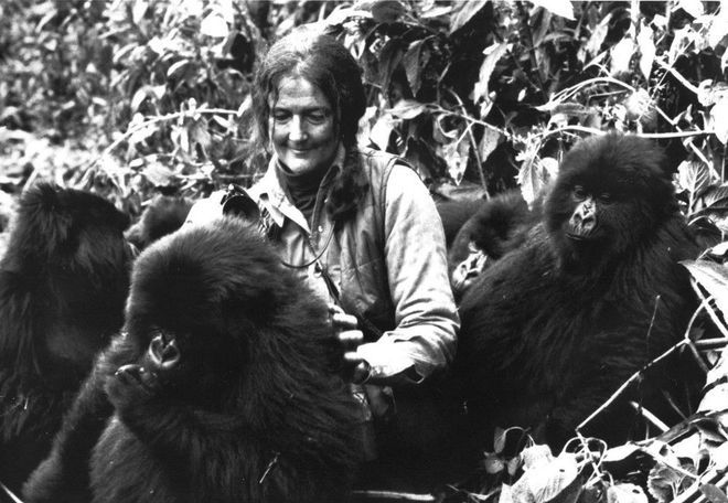 Dian Fossey - nikt nie kochał goryli bardziej niż ona