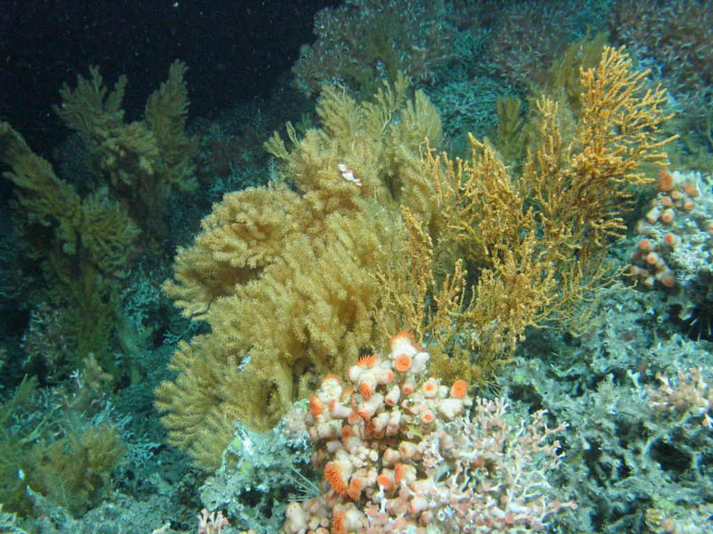 Niesamowite odkrycie w głębinach Oceanu Atlantyckiego