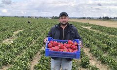 Podał cenę za paprykę, zjechały tłumy. Rolnik spod Lublina podlicza korzyści