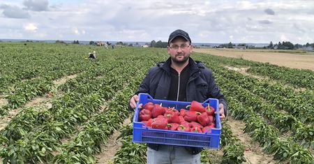 Podał cenę za paprykę, zjechały tłumy. Rolnik spod Lublina podlicza korzyści
