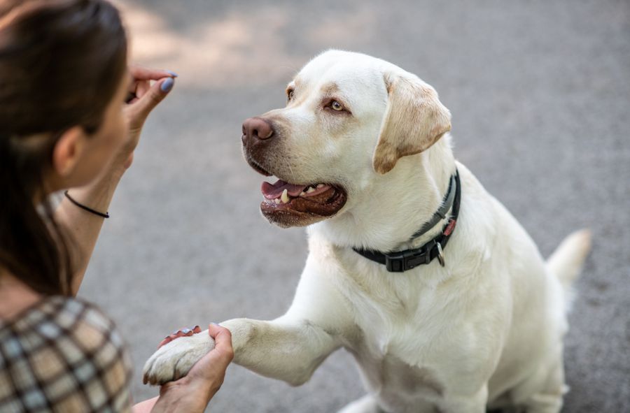 Dog influencer arrested. The end of animal torture