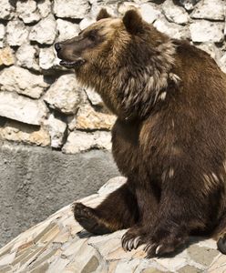Warszawa. Przyznał się do winy po wtargnięciu na wybieg dla niedźwiedzi