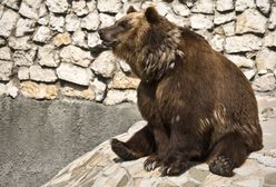 Warszawa. Przyznał się do winy po wtargnięciu na wybieg dla niedźwiedzi