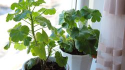 W PRL-u stała na każdym parapecie. Dziś wiemy, jak wpływa na zdrowie