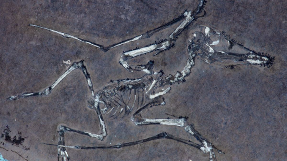 Szczątku pterozaura zabitego przez burzę