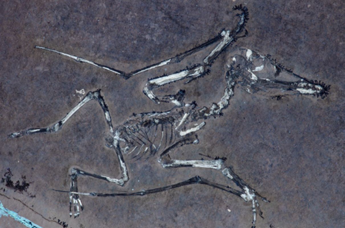 Zginęły 150 mln lat temu. Naukowcy rozwiązali ich zagadkę