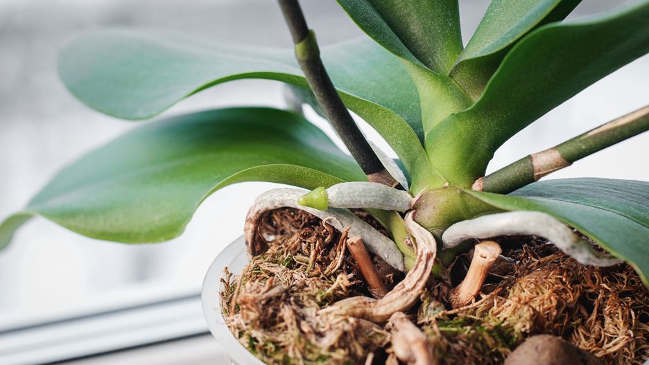 Storczyk nie kwitnie? Jest na to sposób