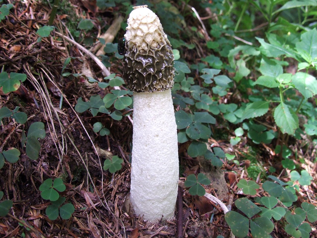 Stinkhorn