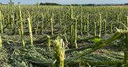 Rusza sezon ubezpieczeń. Na co zwrócić uwagę?