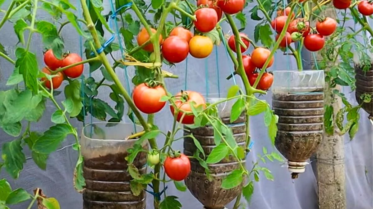 Od lat tylko w ten sposób sadzę pomidory 