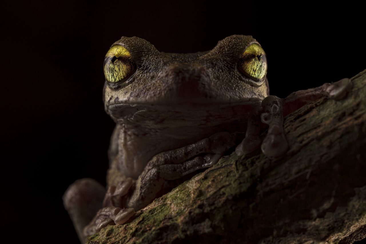 Żaba z gatunku Osteocephalus helenae zapewniła autorowi zwycięstwo w konkursie.