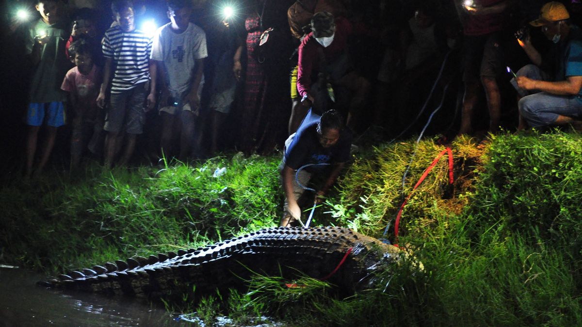 Krokodylowi pomogli okoliczni mieszkańcy
