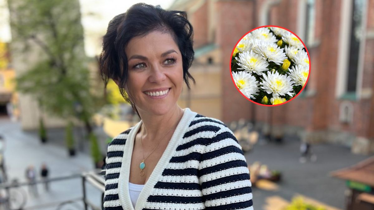 Katarzyna Cichopek kisi chryzantemy