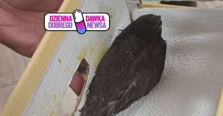 Jerzyk ledwo przeżył. Wkroczyła cicha bohaterka. Uratowała 100 ptaków