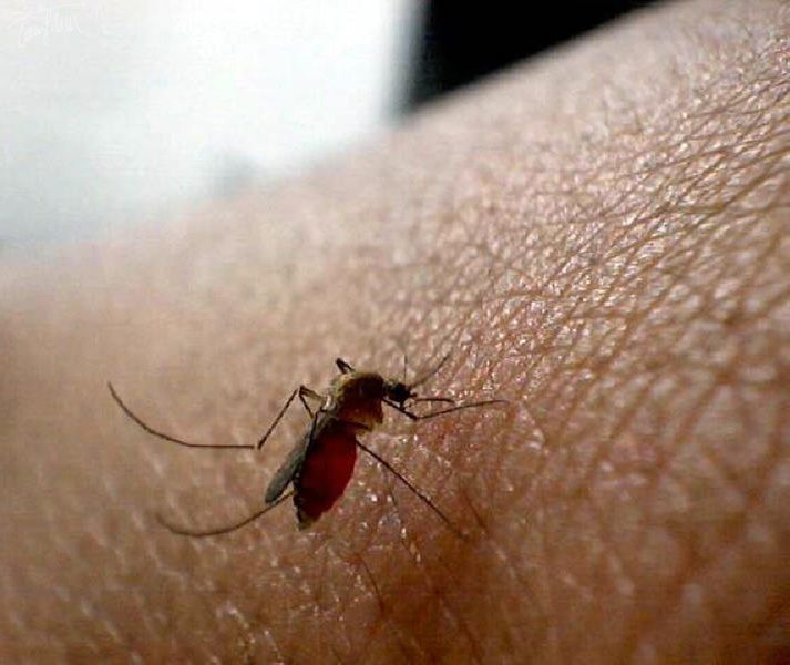 725 000 zgonów spowodowane przez komary, które przenoszą choroby. W tym 600 tysięcy umiera na malarię.