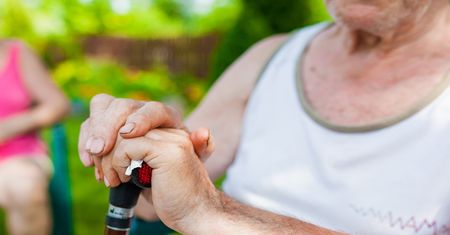 Latem dziadek zrywał je na kilogramy. Potem robił lekarstwo na żołądek