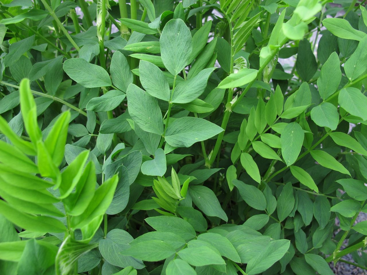 Rutwica lekarska – ziele pobudzające laktację