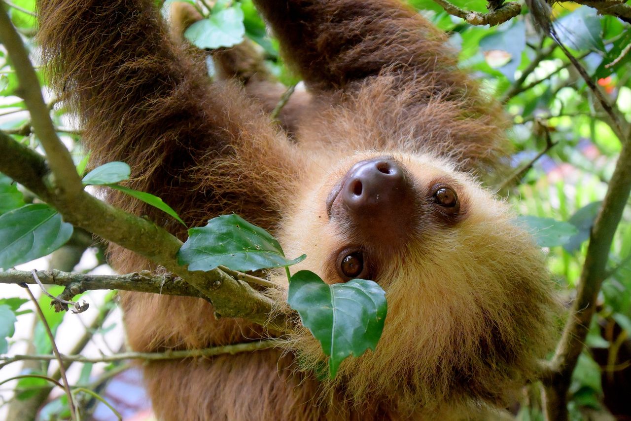 Kostaryka: #stopanimalselfies, czyli nie rób selfie z dzikimi zwierzętami