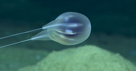 Nowy gatunek z dna oceanu. Tajemnicze stworzenie nagrała kamera