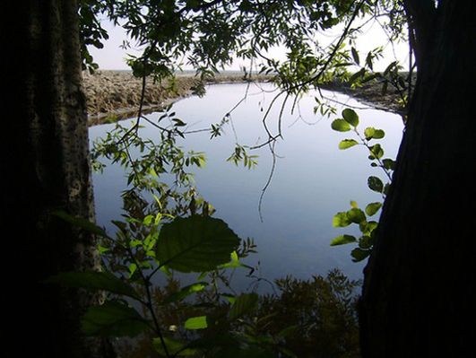 Obraz