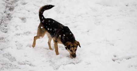 Trzebinia. 65-latek był reanimowany. W uratowaniu go pomógł pies