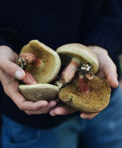 Kalendarz grzybiarza 2023. Kiedy zaczyna się sezon? Te gatunki warto zbierać