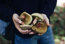 Kalendarz grzybiarza 2023. Kiedy zaczyna się sezon? Te gatunki warto zbierać