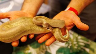 Białystok: Bliskie spotkania z gadami, płazami, owadami i rybami