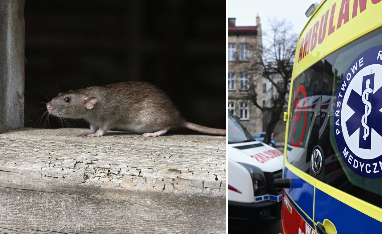 Koszmar w Lubelskiem. Matka postrzeliła córkę