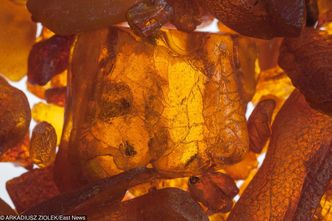 Polski hit eksportowy. Naszego bursztynu pożądają nawet Chińczycy