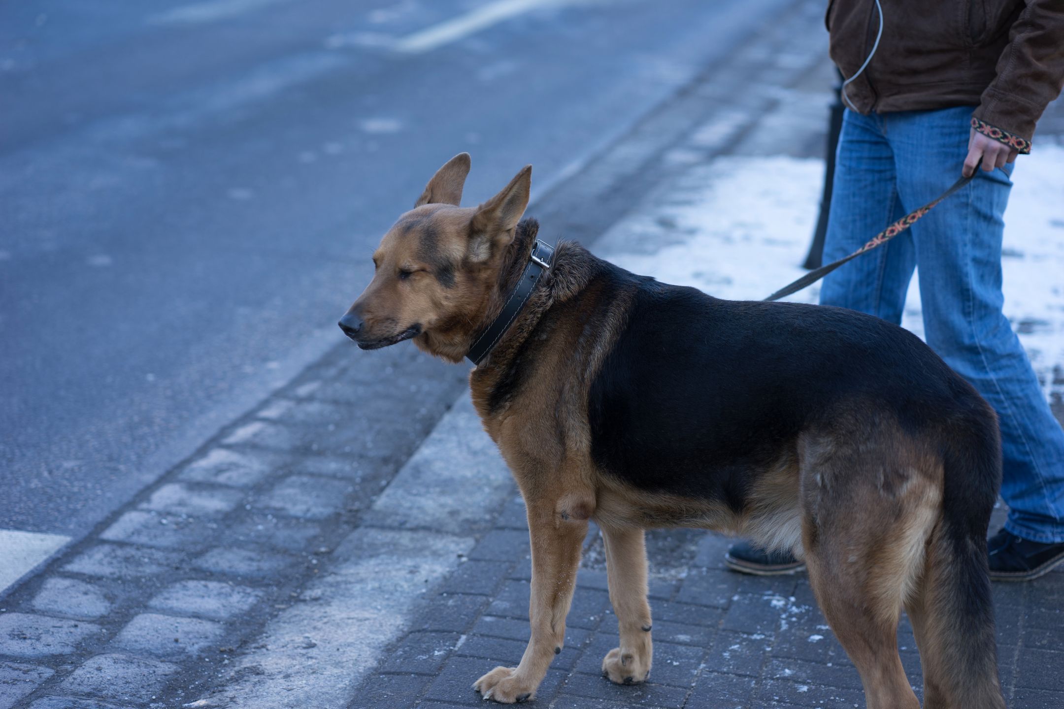 Zeiss Batis 85 mm f/1.8 - test portretówki do Sony A7 86