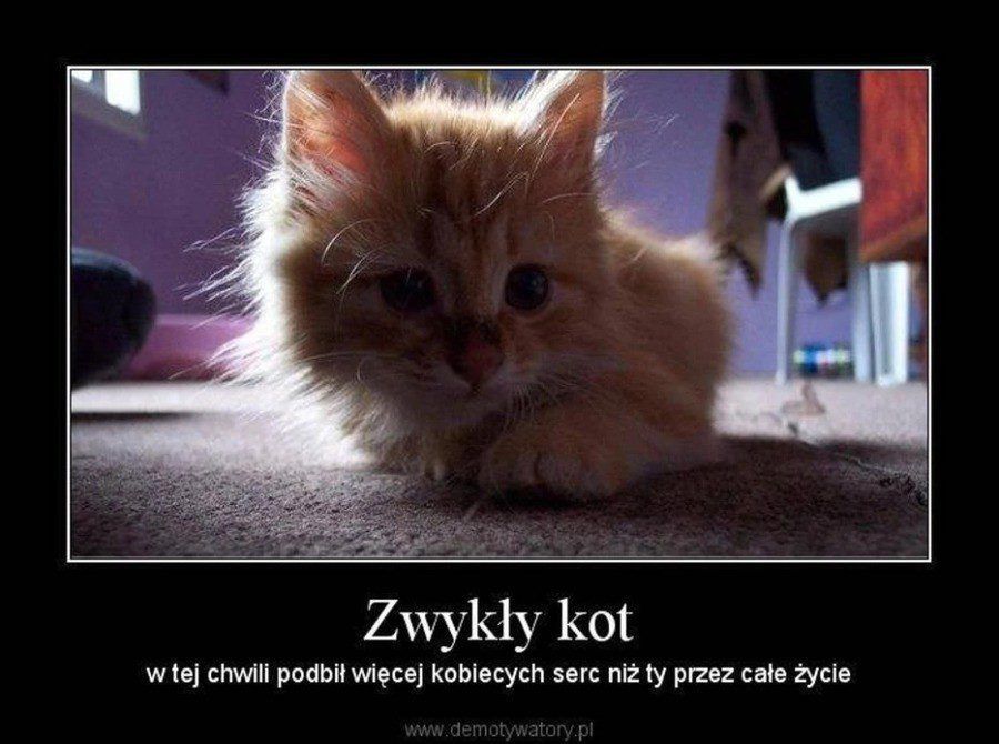 Kocie święta na świecie – bo koty wielbione są przez cały rok!