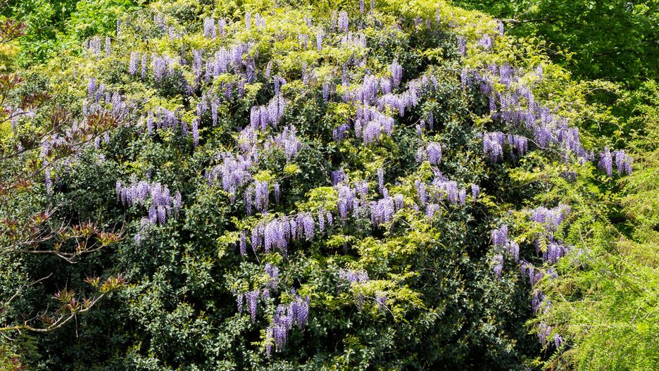 Selective focus of purple flowers Wisteria sinensis or Blue rain, Chinese wisteria is species of flowering plant , Its twisting stems and masses of scented flowers in hanging racemes.Selective focus of purple flowers Wisteria sinensis or Blue rain, Chinese wisteria is species of flowering plant in the pea family, Its twisting stems and masses of scented flowers in hanging racemes.violet, sinensis, flower, vine, tree, bloom, blooming, blossom, purple, plant, nature, garden, summer, spring, wisteria, blue, beautiful, bush, background, colorful, fabaceae, flora, floral, foliage, shrub, green, hang, color, natural, lilac, season, creeper, gardening, wistaria, wall, closeup, chinese wisteria, chinese, germany, bunch, climber, fresh, fragrant, climbing, leaf, outdoor, park, herb, pink, twig, violet, sinensis, flower, vine, tree, bloom, blooming, blossom, purple, plant, nature, garden, summer, spring, wisteria, blue, beautiful, bush, background, colorful, fabaceae, flora, floral, foliage, shrub, green, hang, color, natural, lilac, season, creeper, gardening, wistaria, wall, closeup, chinese wisteria, chinese, germany, bunch, climber, fresh, fragrant, climbing, leaf, outdoor, park, herb, pink
