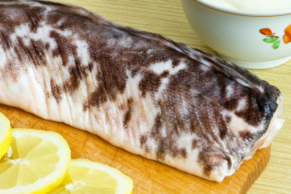 Miętus - niezwykła ryba ze słodkich wód Europy