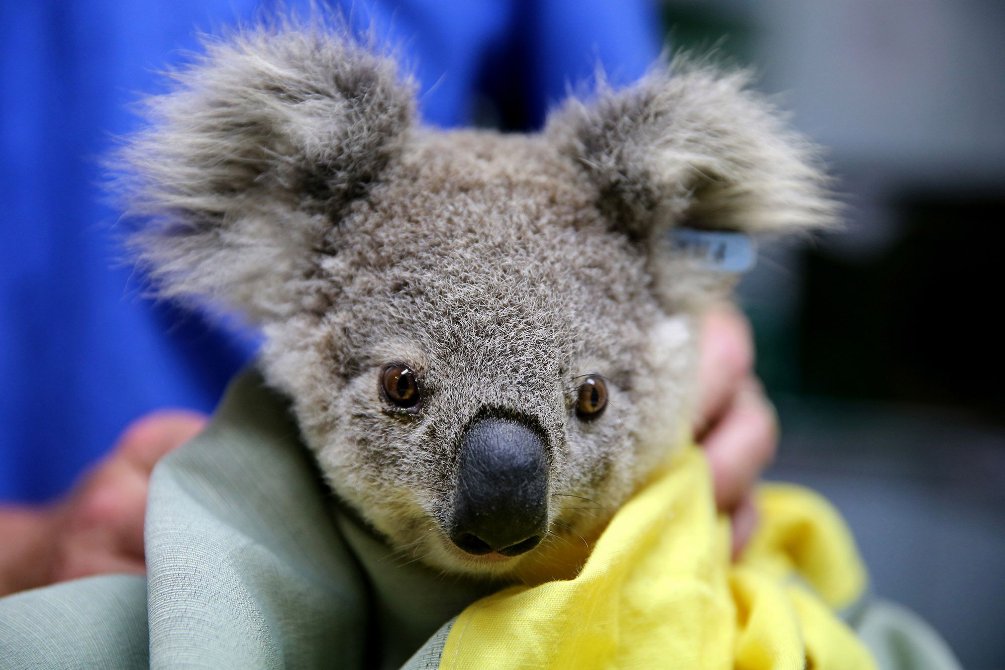 Koale uratowane z pożarów w Australii mają dobrą opiekę 8