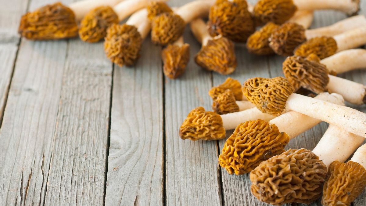 Pierwsze grzyby w 2025 roku. Ich cena zwala z nóg