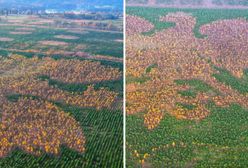 "Leśny orzeł" na Pomorzu. Unikalny dendroglif. Polskie godło z 90 tys. drzew