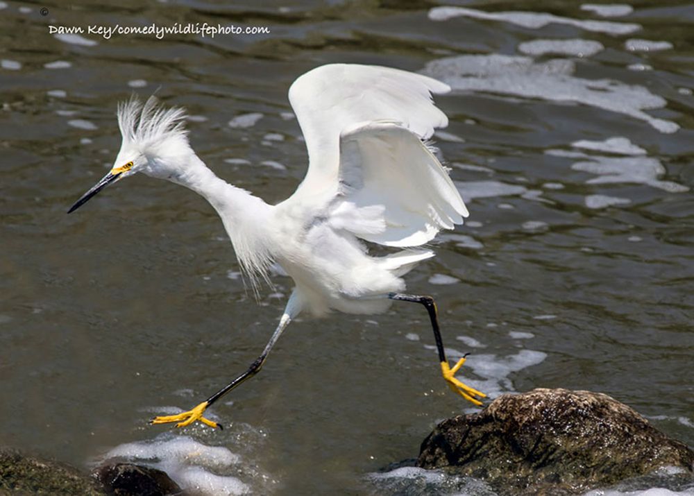 Najzabawniejsze zwierzaki konkursu Comedy Wildlife Photography Awards 2016 44