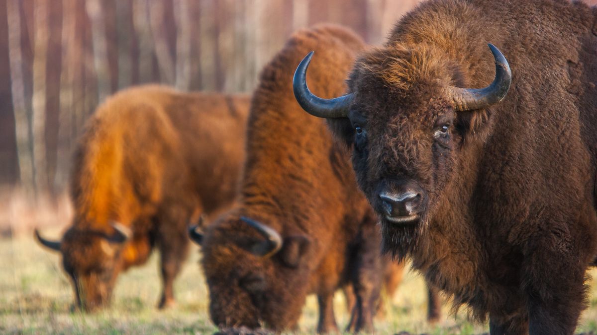 Żubr zaatakował jednego z turystów 