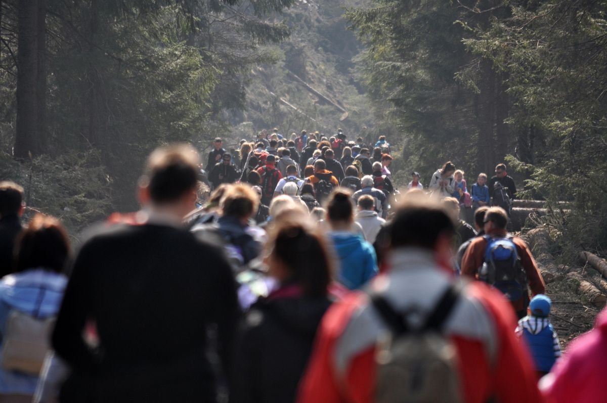 Tłumy turystów w Tatrach chcą zbobaczyć kwitnące w dolinach krokusy