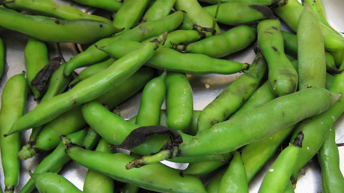Surowa fasola fava w strąkach