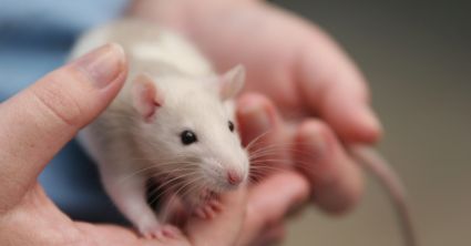 GMO jednak zabójcze? Przynajmniej dla szczurów