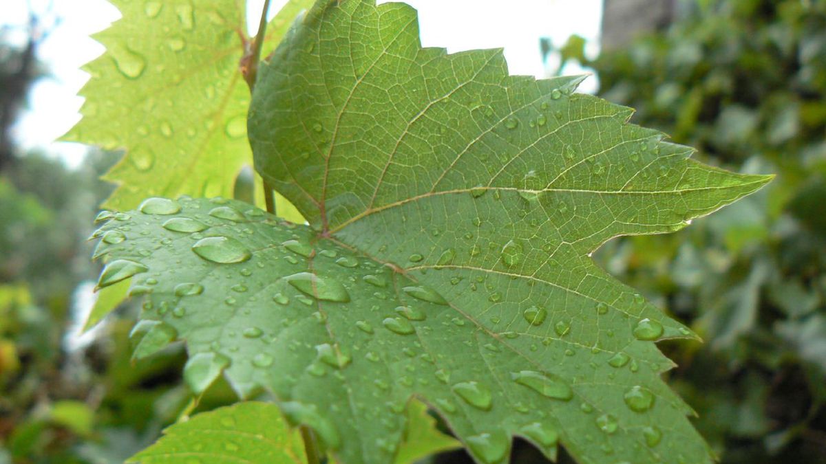 Surowe liście winogron