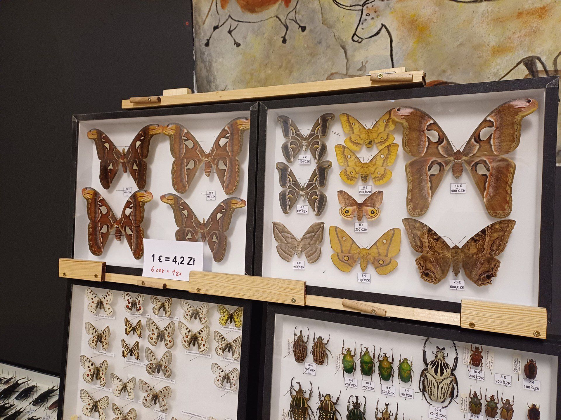 Jak wyjaśnił ekspert, strach przed owadami ma podłoże ewolucyjne.