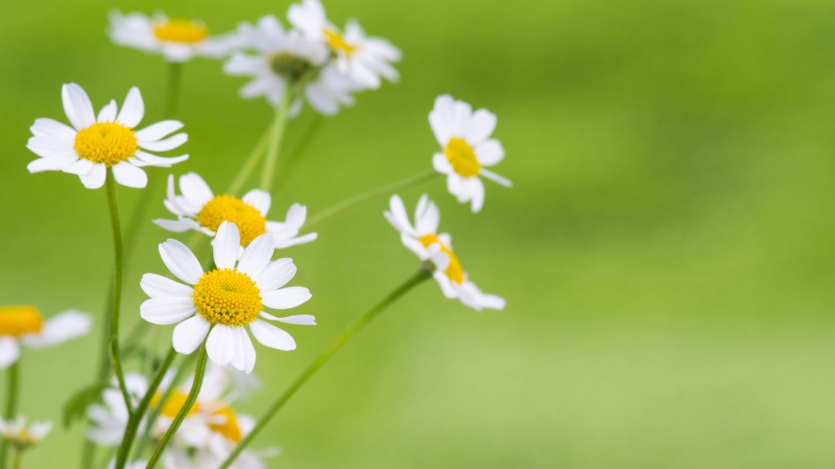 Ekstrakt z rumianku pozyskiwany jest w procesie ekstrakcji suszonego kwiatostanu rumianku pospolitego.
