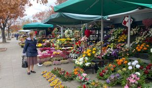 Wszystkich Świętych. Handlarze brutalnie szczerzy. "Podrożało, bo musiało"