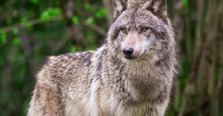 Będą płoszyć wilki. "Chodzi o agresywne zwierzęta"