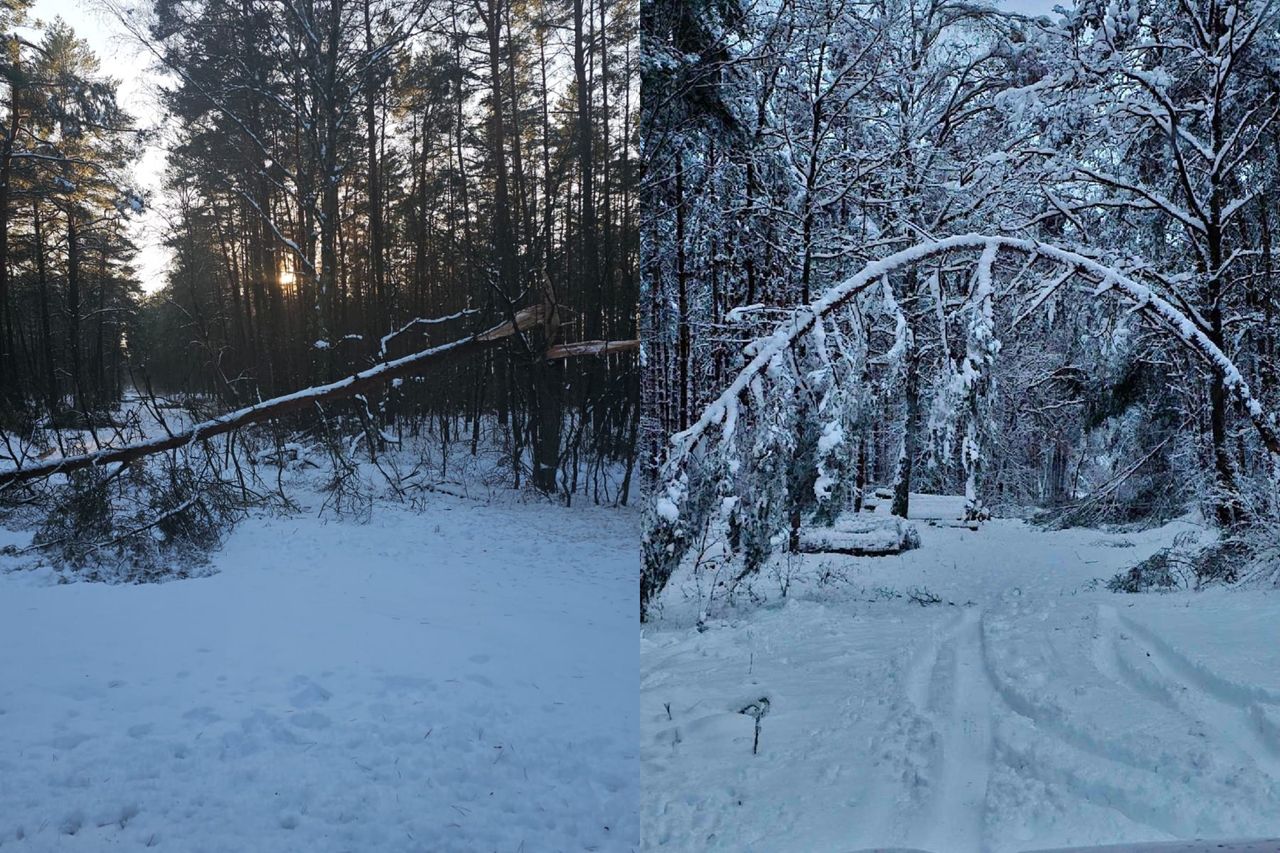 Odradzają spacery po lesie. Jest apel